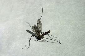 Zika : l'Institut Pasteur séquence le génome du virus 