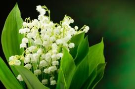 Muguet : attention aux intoxications