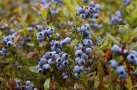 Des myrtilles pour protéger les gencives