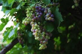 Le raisin peut-il combattre la dépression liée au stress ?