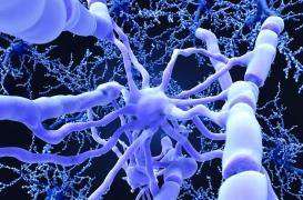 Et si l'on pouvait réparer les fibres du système nerveux central ?