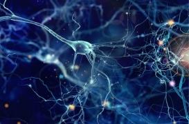 Des cellules cérébrales nous poussent à grignoter 