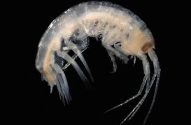 Australie : un jeune homme ressort de l'eau avec les pieds en sang