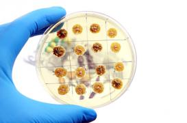 Antibiorésistance : David Cameron veut montrer l’exemple