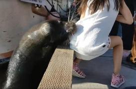 Une fillette mordue par une otarie porteuse d'une bactérie dangereuse