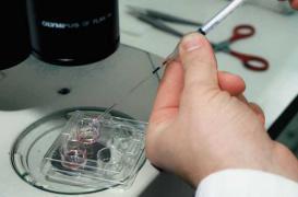 Cancer : le premier enfant issu de la vitrification ovocytaire est né