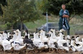 Grippe aviaire : les éleveurs signent un pacte de biosécurité