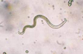 Plaidoyer pour les parasites