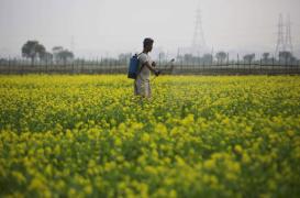 Pesticides : Ségolène Royal veut renforcer la réglementation