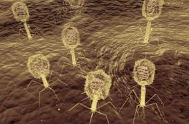 Phagothérapie : 2 patients traités avec succès à lyon 