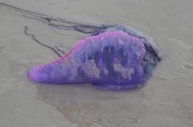 Bretagne : le danger des physalies sur les plages