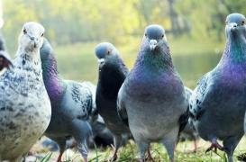 Grippe aviaire : les concours de pigeons voyageurs autorisés 