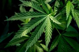 Cannabis thérapeutique : les députés autorisent une expérimentation pour deux ans