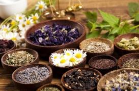 Plantes médicinales : plus de 28 000 espèces répertoriées dans le monde