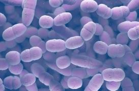 La pneumonie plus mortelle que le SIDA, le paludisme et la rougeole réunis