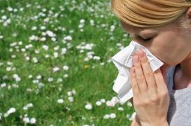 Alerte rouge aux pollens de graminées en France 