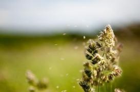 Ambroisie : pic important de pollinisation à Lyon ce week-end