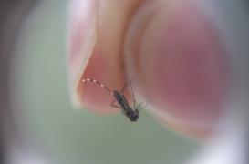 Dengue à Nîmes : 3 nouveaux cas autochtones