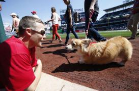 L'amitié entre l'homme et le chien se joue dans le regard