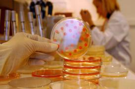 Des Chinois localisent un gène résistant aux antibiotiques de dernier recours