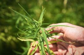 Cannabis thérapeutique : le Chili plante 6 900 pieds 