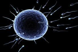 Don de sperme : les coulisses d’un marché clandestin