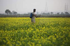 Pourquoi Stéphane Le Foll veut limiter l'usage d'un pesticide 