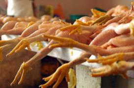 Grippe aviaire : 560 000 poulets abattus au Japon 