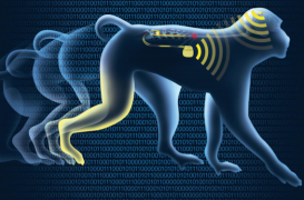 Un implant cérébral pour faire remarcher des singes paralysés 