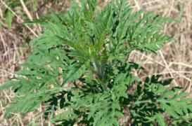 Allergies : les pollens d'ambroisie sévissent dans le sud-est