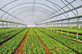 Nos salades polluées par des pesticides