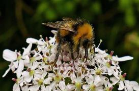 Abeilles : leur disparition tuerait 1,4 million d'humains