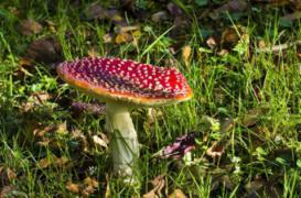 Champignons sauvages : 721 cas d’intoxication recensés 
