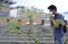 Allergie à l'ambroisie : un plan de lutte en 5 actions