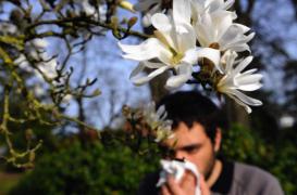 La piste de probiotiques pour soulager la rhinite allergique 