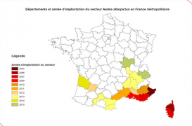 Moustique tigre : 295 cas suspects de dengue et chikungunya en métropole
