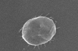 Le nuage de nos microbes nous accompagne