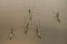 Zika : New York et la Catalogne touchées à leur tour