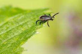 Maladie de Lyme : les 3 points clés du plan national