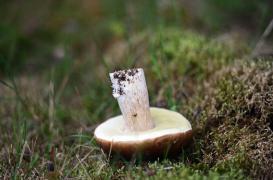 Champignons : les bons gestes pour éviter l'intoxication 