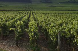 Campagne sur le vin : Une promotion déguisée de l'alcool 