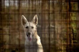 La rage tue encore 160 personnes par jour