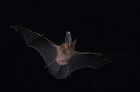 Rage : une chauve-souris en cause dans l'Oise