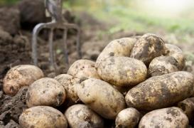 Clarebout Potatoes : la légionellose est bien en cause