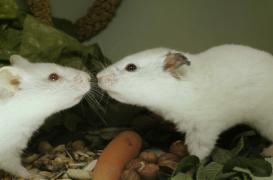 Le stress à l’adolescence aide l’adulte à affronter des situations difficiles  