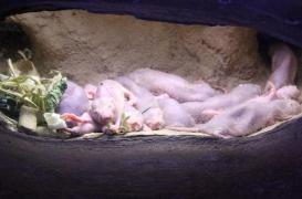 Longévité : les secrets du rat-taupe nu découverts