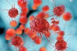 Une nouvelle protéine permettrait de cibler toutes les cellules cancéreuses