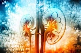 Cancer du rein : l'immunothérapie fait mieux qu'un anti-cancéreux spécifique