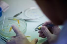 Microbiote : des virus dormants mais toujours menaçants