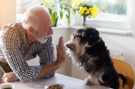 Le chien aiderait les survivants d'une crise cardiaque ou d'un AVC à vivre plus longtemps  